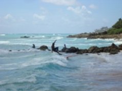 Barbados Surfer s Point 6